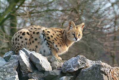 Aachener Zoo Aachener-Zoo-Serval-001